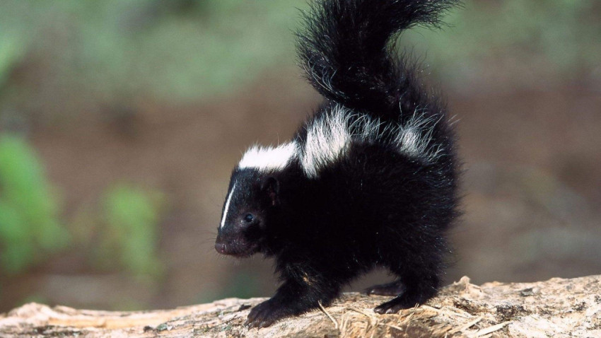 Skunk Wallpapers