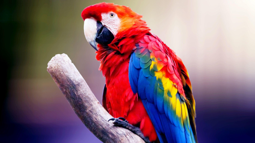 Parrots Wallpapers