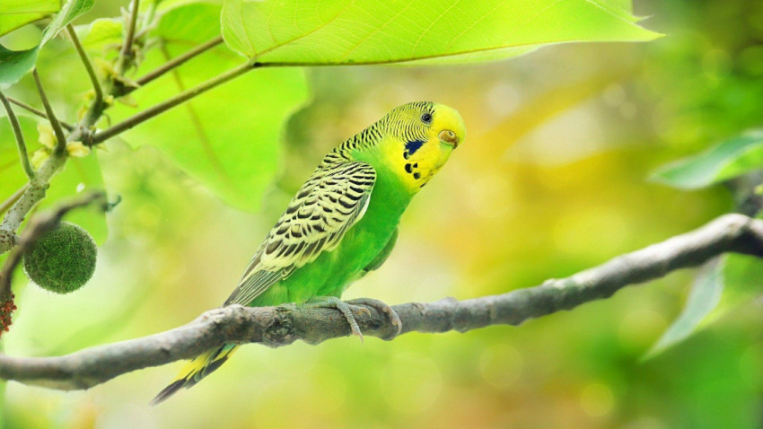 Parakeet Wallpapers