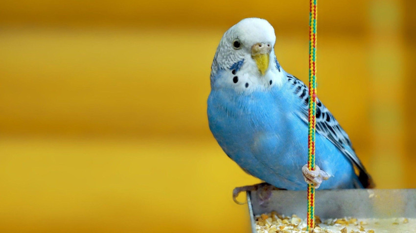 Parakeet Wallpapers