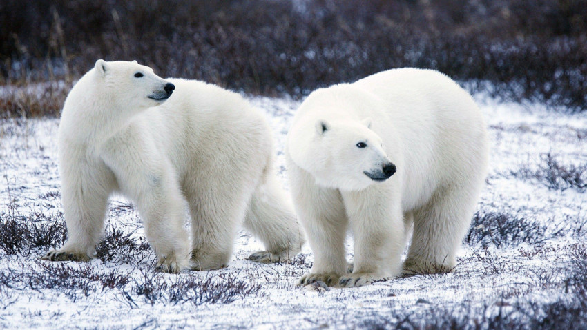 Polar Bear Wallpapers