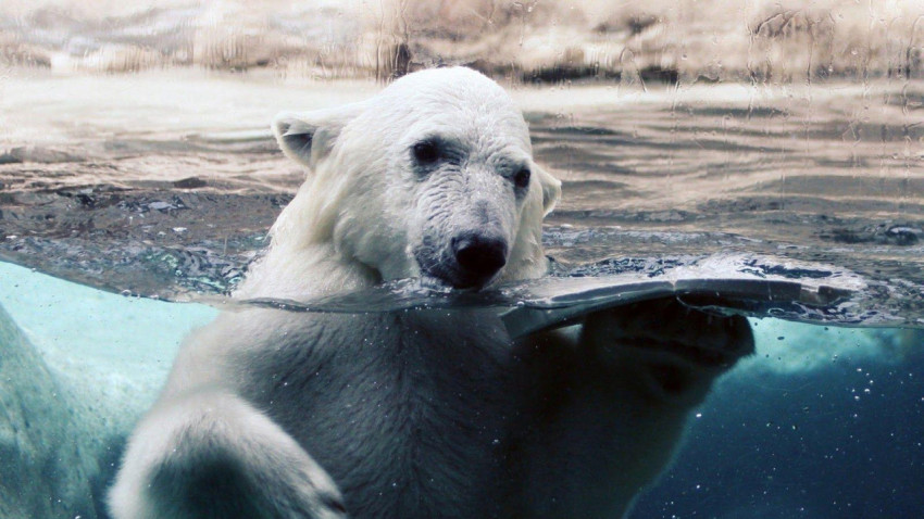 Polar Bear Wallpapers