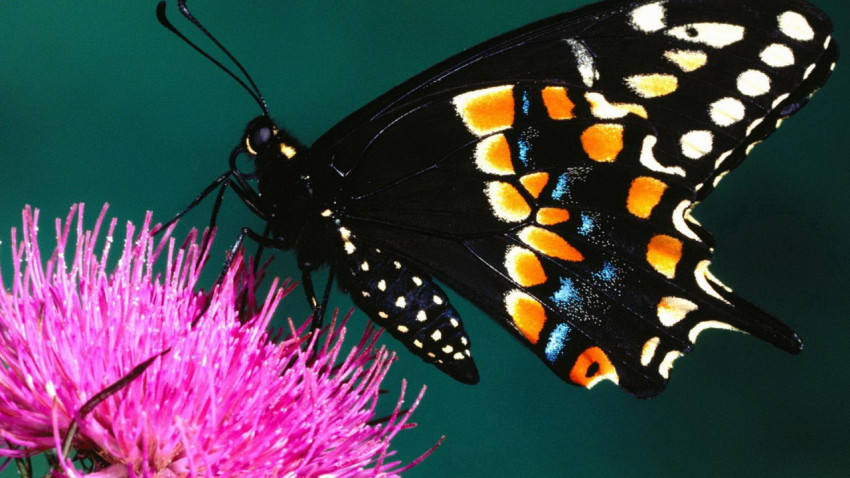 Butterflies Wallpapers