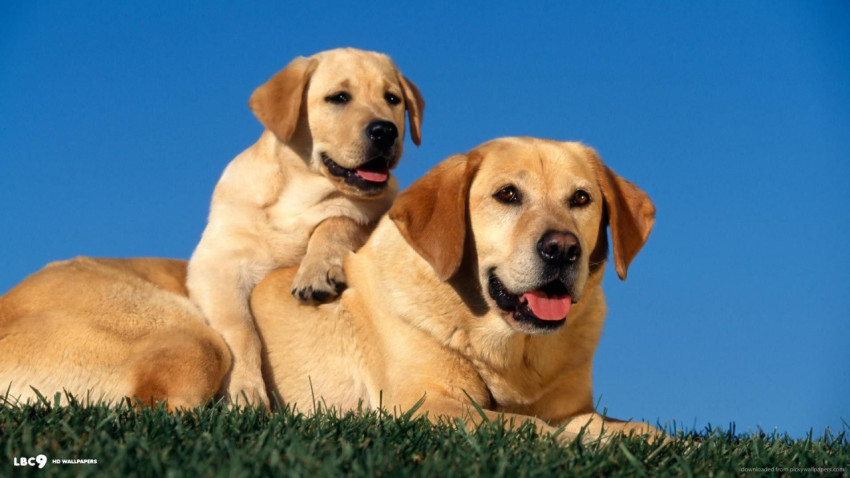 Labrador Wallpapers