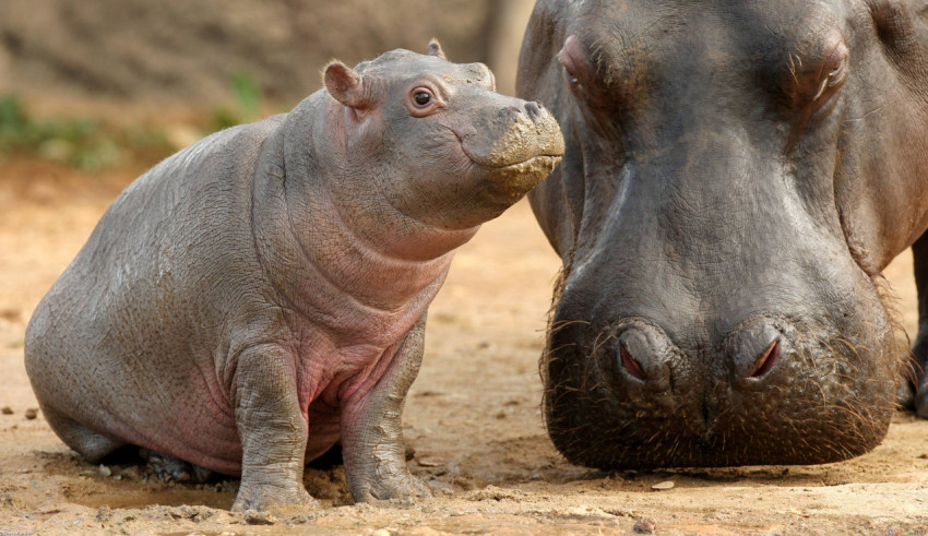 Hippopotamus Wallpapers