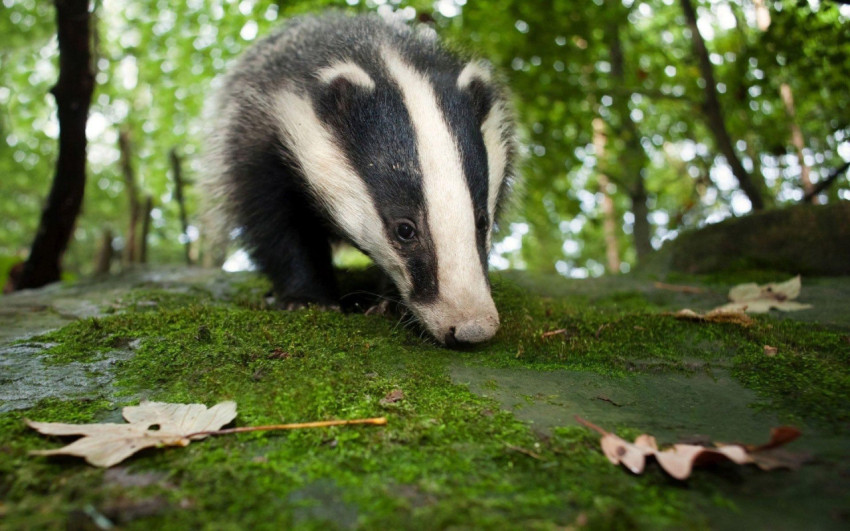 Badger Wallpapers