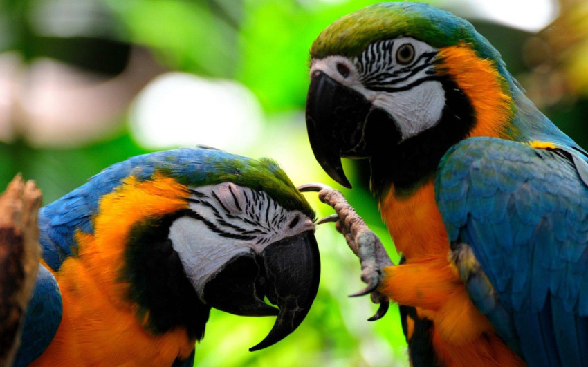 Parrots Wallpapers