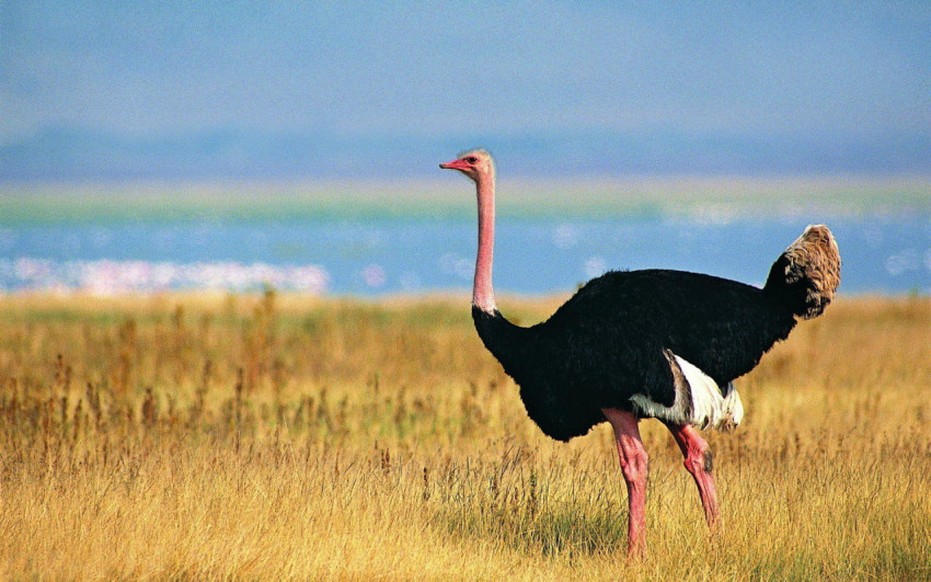 Ostrich Wallpapers