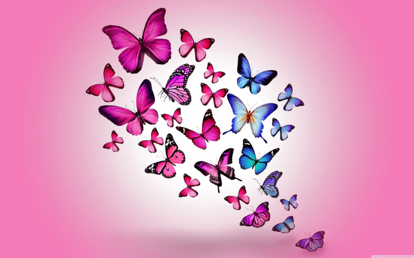Butterflies Wallpapers