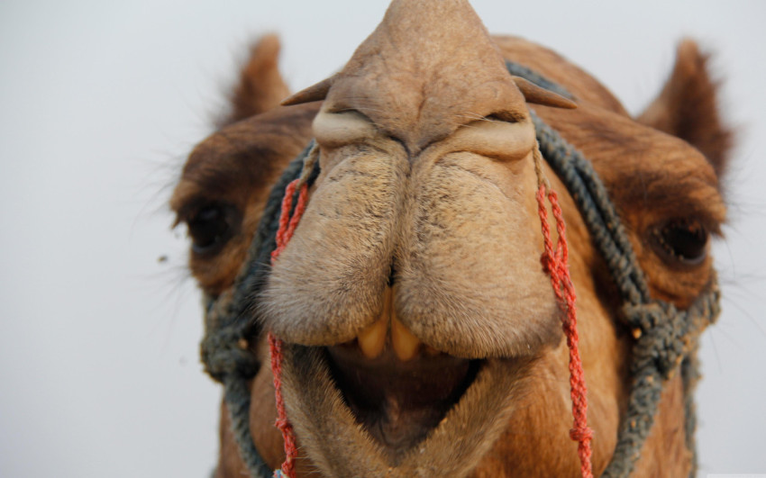 Camel Wallpapers