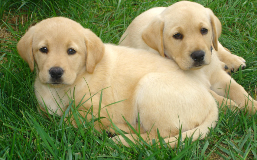 Labrador Wallpapers