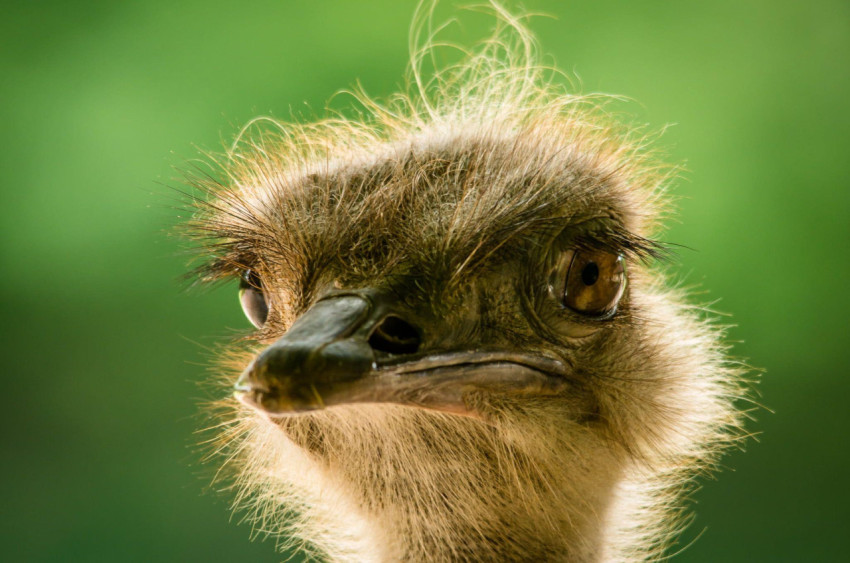 Ostrich Wallpapers