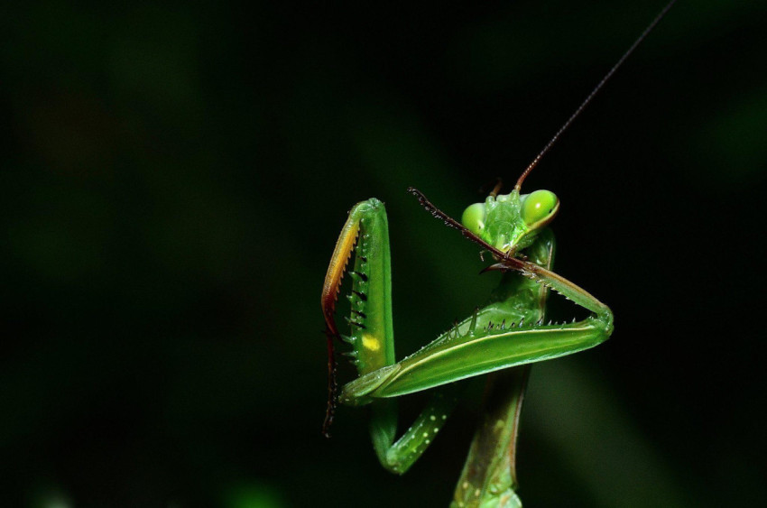 Mantis Wallpapers