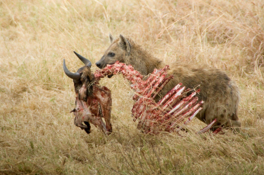 Hyena Wallpapers
