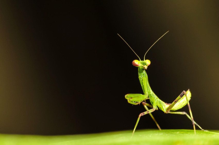 Mantis Wallpapers