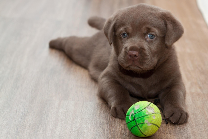 Labrador Wallpapers
