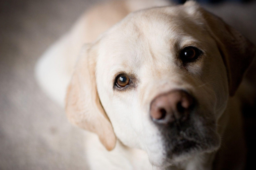 Labrador Wallpapers