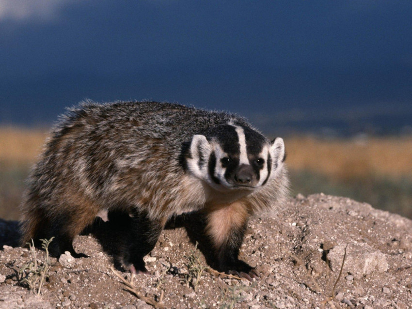 Badger Wallpapers