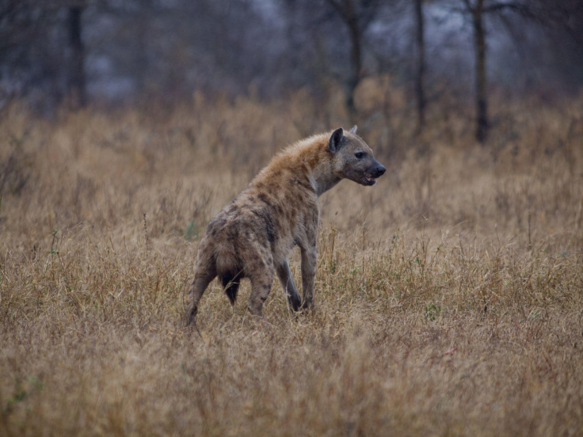 Hyena Wallpapers