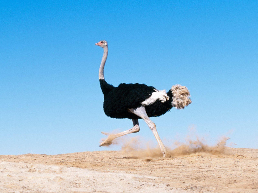 Ostrich Wallpapers