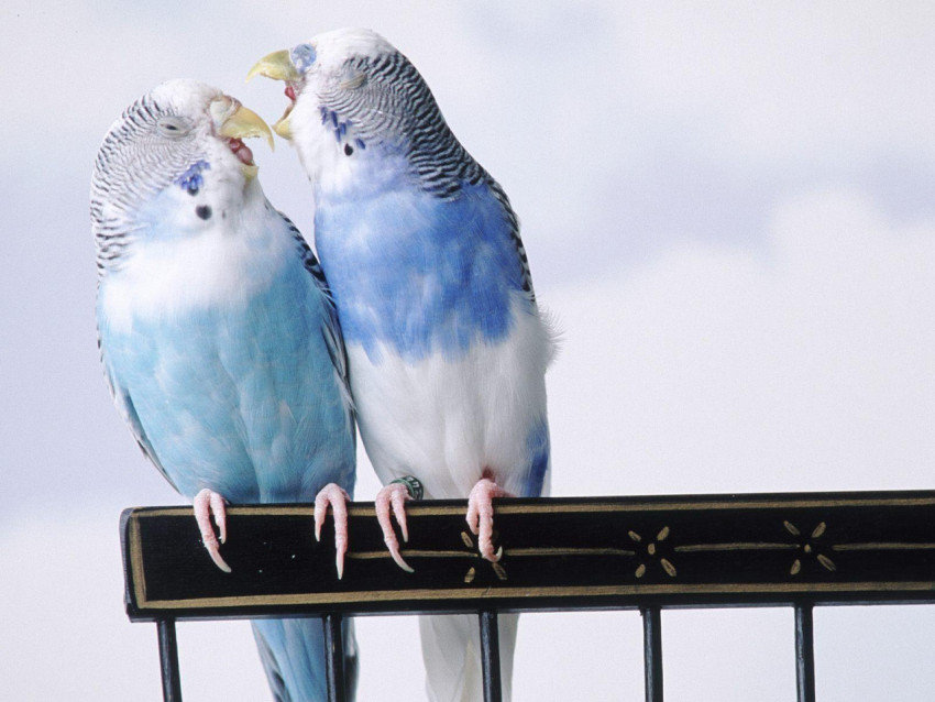 Parakeet Wallpapers