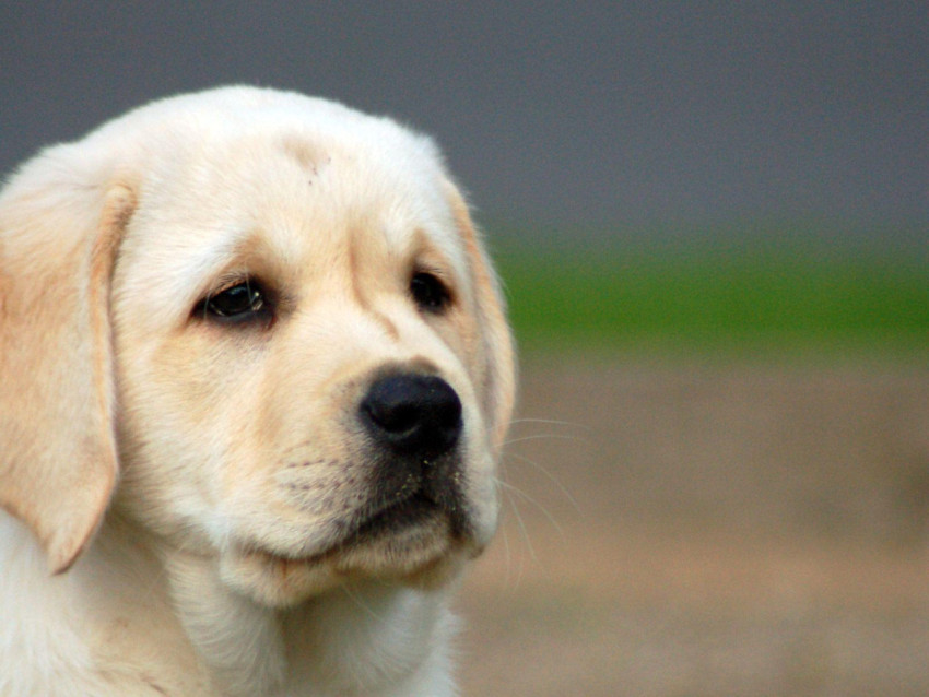 Labrador Wallpapers