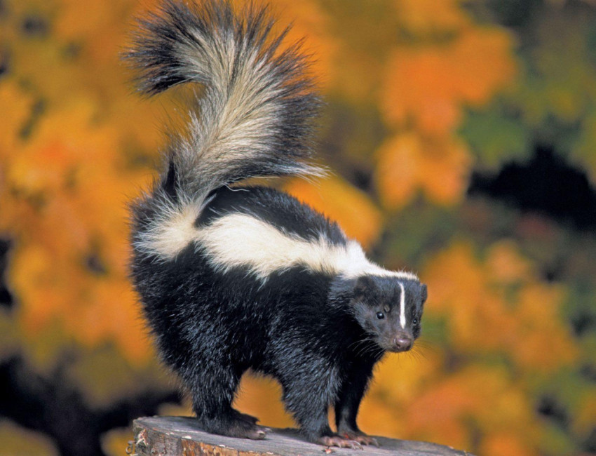 Skunk Wallpapers